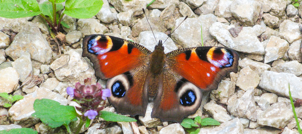 Primer doctorado en Biología Cuántica por Universidad de Surrey - image butterfly1232 on https://equantum.org