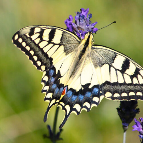 Inscripción al curso online Biofísica Cuántica - image butterfly5857-500x500 on https://equantum.org
