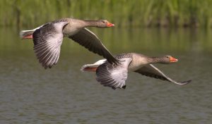 canada-geese-g771e432ef_1920 - image canada-geese-g771e432ef_1920-300x176 on https://equantum.org