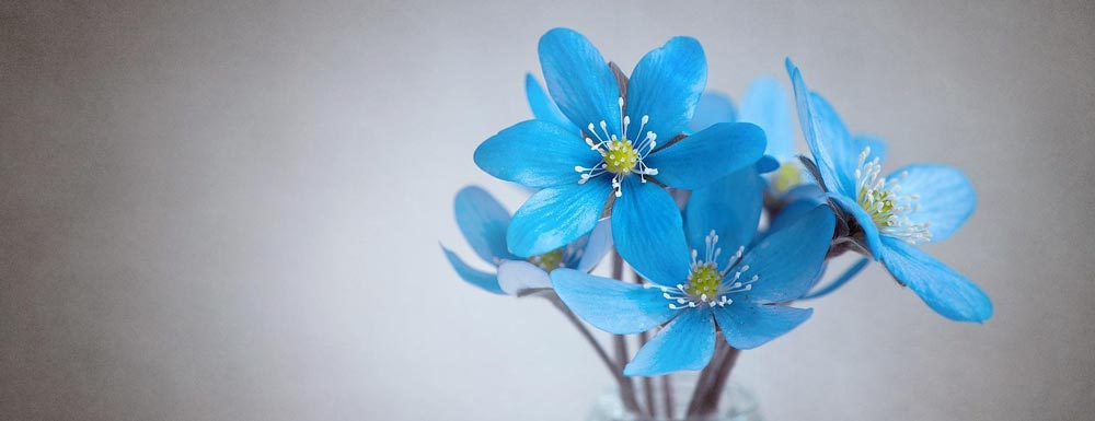 Home - image blue-flowers on https://equantum.org