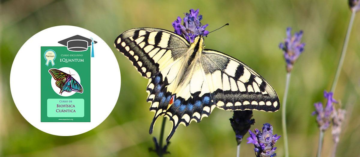 Home - image butterfly5857caratulacurso on https://equantum.org