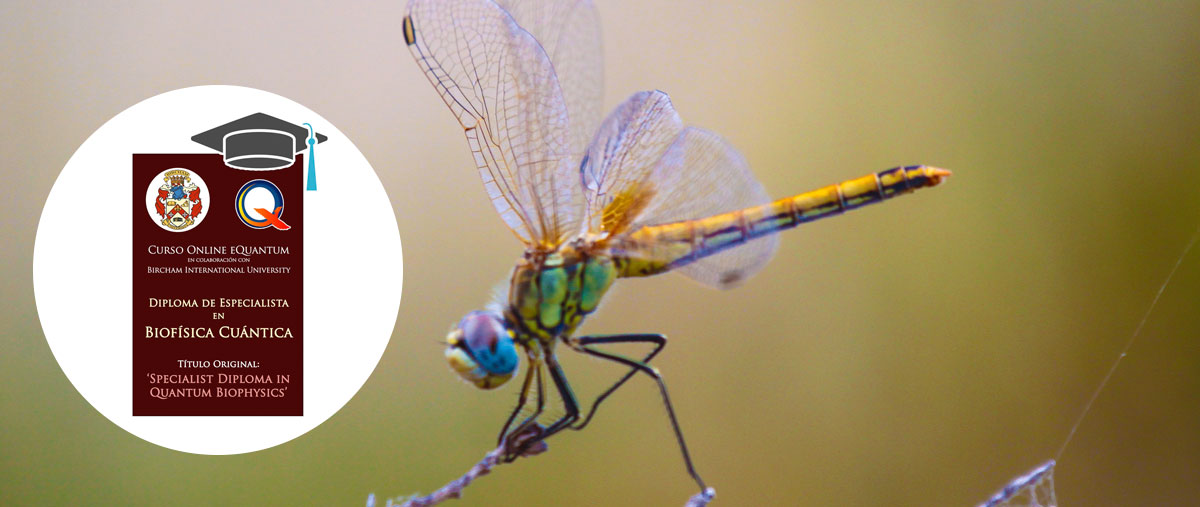 Home - image dragonfly_6081caratulacurso on https://equantum.org