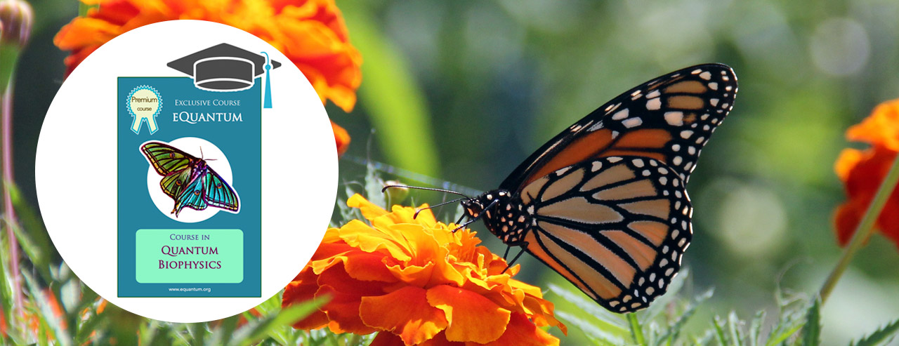 Home - image equantum-course-in-quantum-biophysics-butterfly on https://equantum.org